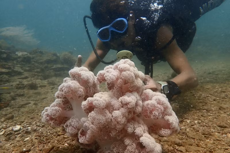 Servicios de buceo para ver los corales en Co To. (Fotografía: Hung Son)