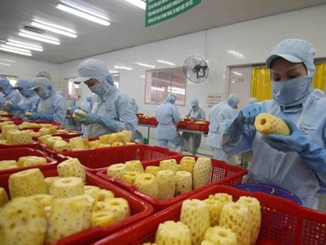 Procesamiento de piña para la exportación. (Fotografía: VNA)