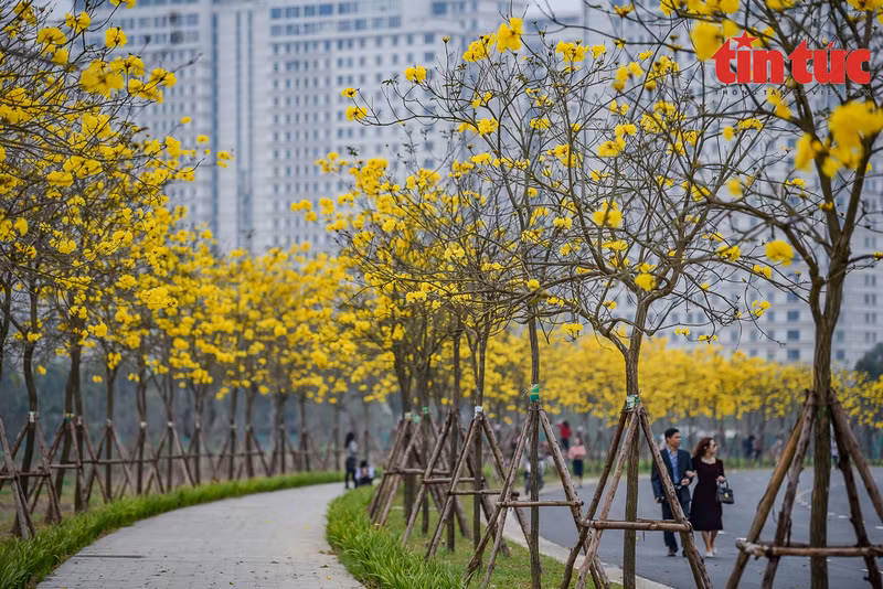 Numerosos jóvenes visitan la calle poblada de guayacanes en la zona urbana de Park City Hanoi, distrito de Ha Dong.