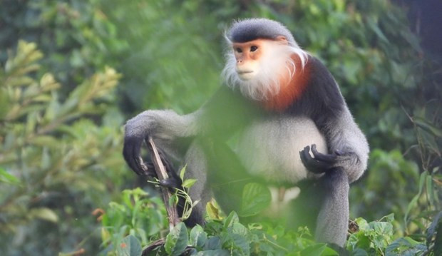 Un ejemplar de doucs de patas grises. (Fotografía: VNA)