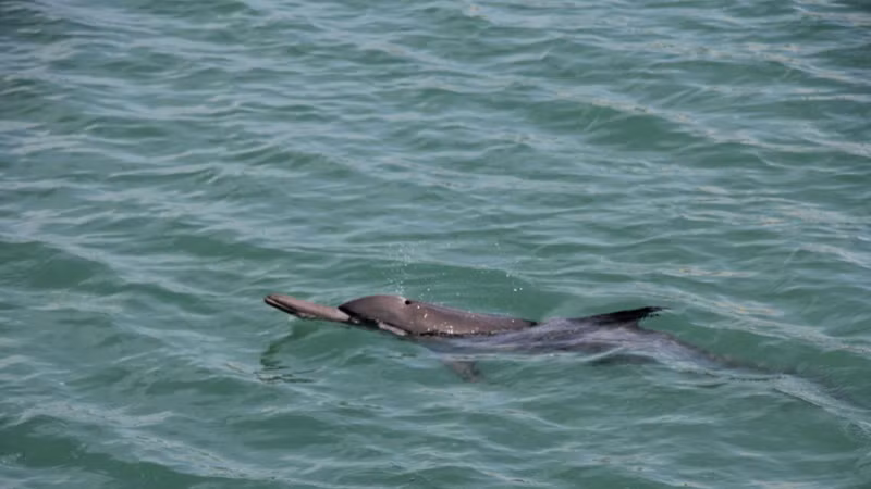 Rescatan delfín varado en el distrito costero vietnamita. (Fotografía: thanhnien.vn)