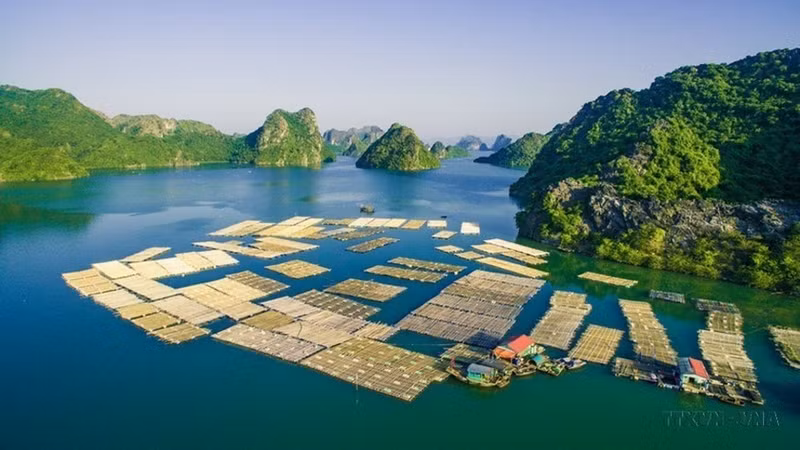 Cría de peces en jaulas flotantes en la Bahía de Gia Luan en Cat Ba, creando un hermoso paisaje que atrae a turistas (2016). (Fotografía: VNA)