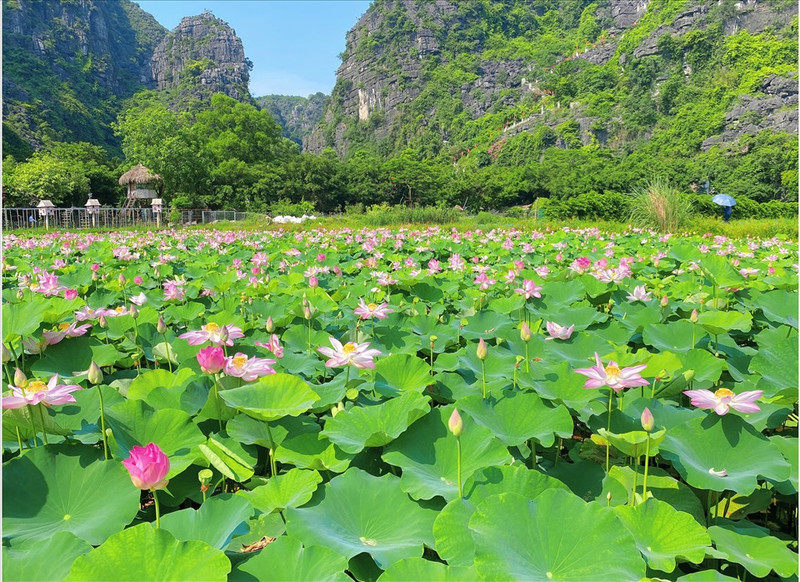 El loto en Ninh Binh. (Fotografía: VNA)