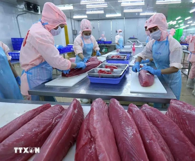 El procesamiento de atún para la exportación a los mercados estadounidense y europea. (Fotografía: VNA)