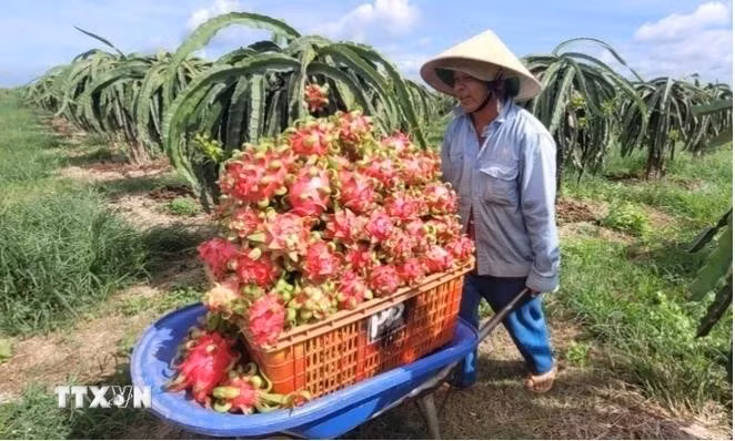 Foto de ilustración. (Fotografía: VNA)