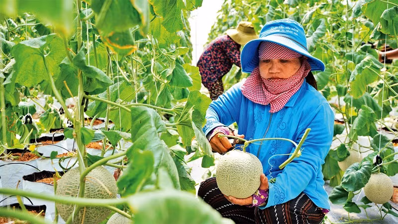 Cosecha de melón (cultivado según modelo de alta tecnología) en el distrito de Cu Chi. (Fotografía: Nhan Dan)