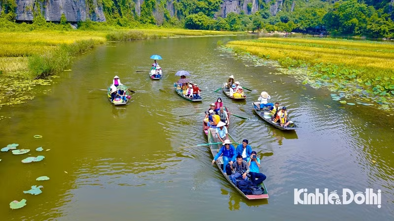 A lo largo del río Ngo Dong, los visitantes admirarán un hermoso panorama dorado de arroz maduro.