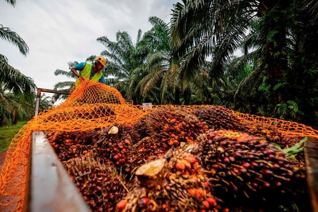 (Fotografía: Bernama)