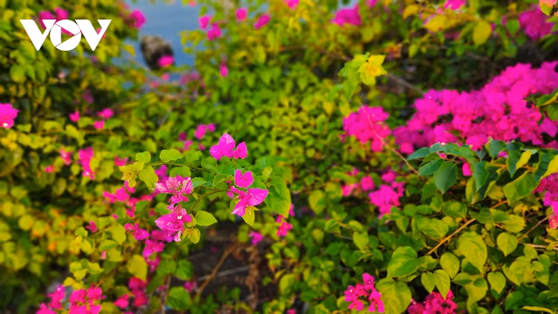 Vibrantes flores de buganvilla en días soleados.