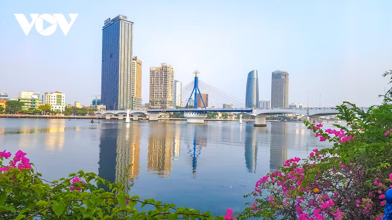 Gracias a las técnicas de cuidado de los árboles, en algunas calles de Da Nang las flores de buganvilla florecen durante todo el año.