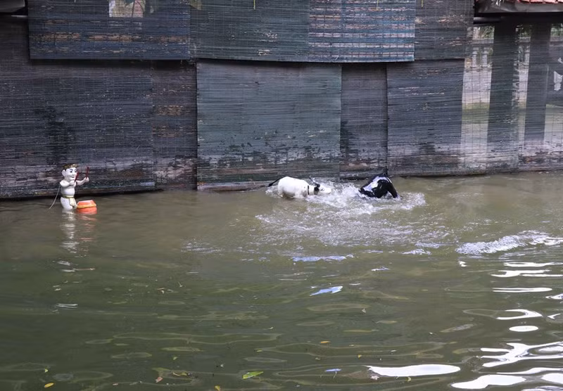 El combate de búfalos interpretado por los artistas de Dong Ngu. El combate de búfalos interpretado por los artistas de Dong Ngu.