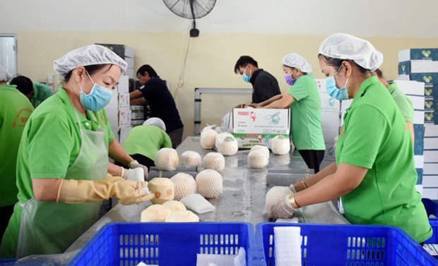 La parte estadounidense requiere que los cocos frescos y jóvenes vietnamitas sean despojados de toda la piel verde y al menos el 75 por ciento del bonote. (Foto: VNA)