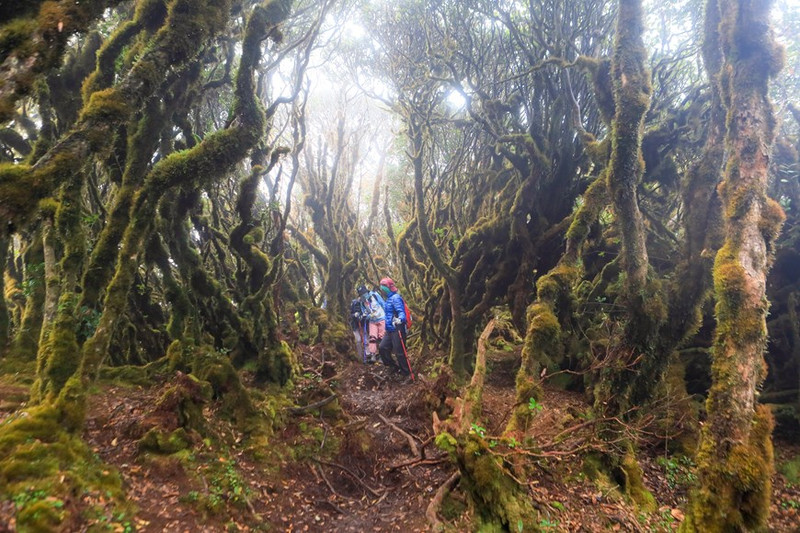 Turistas en el camino para conquistar el pico Ta Xua. (Fuente: VNA)