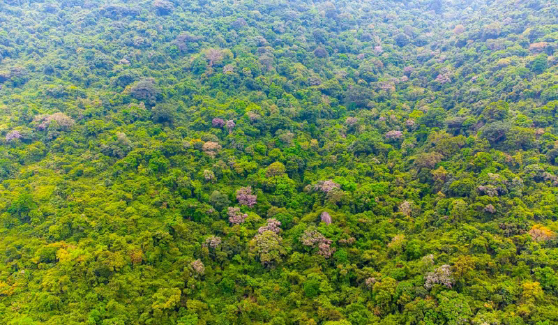 La península de Son Tra, en el distrito homónimo, está a unos 10 kilómetros al noreste del centro de Da Nang. Por estos días, la temporada de cambio de hojas crea paisajes fascinantes.