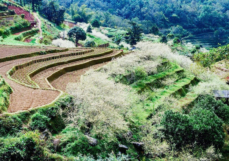 Campos de flores del ciruelo en la comuna de Tat Nga, distrito de Meo Vac, Ha Giang. (Fotografía: VNA)