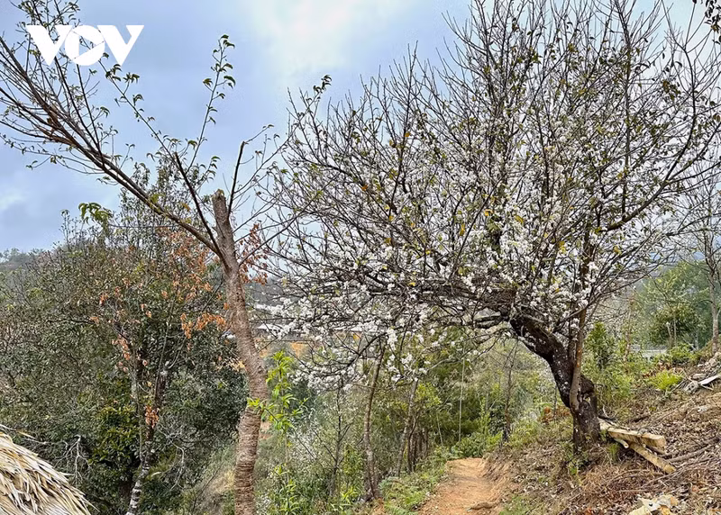 El pueblo de Nam Nghep, capital de la flor del Crataegus, se encuentra a unos dos mil metros sobre el nivel del mar.