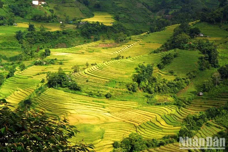Vista panorámica de los arrozales en terrazas.