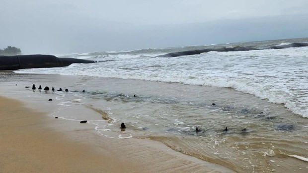 Los restos del presunto barco antiguo en la playa. (Foto: plo.vn) 