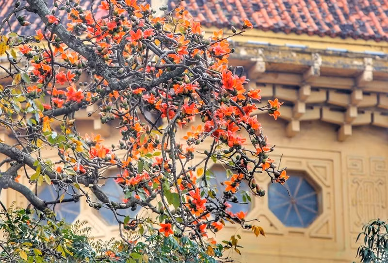 Las ramas de las flores de la ceiba común contribuyen a realzar los rasgos antiguos del Museo de Historia de Vietnam (Foto: VNA)