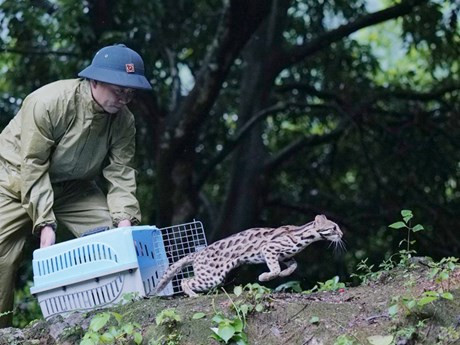 Libera una especie silvestre a su hábitat.(Foto: VNA)