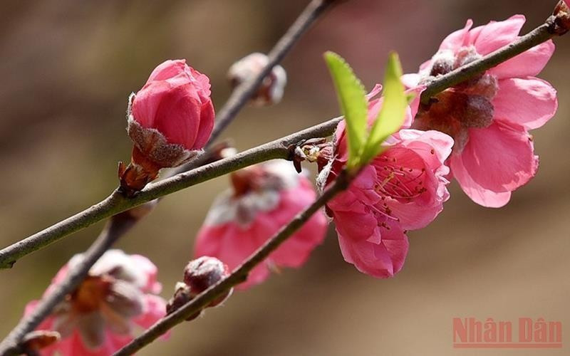 La aldea de flor de durazno de Nhat Tan, en Hanói. (Fotografía: Nhan Dan)