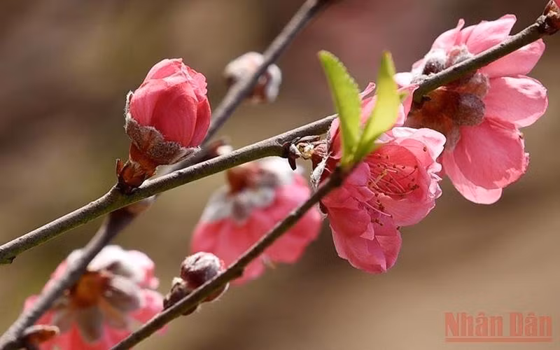 La aldea de flor de durazno de Nhat Tan, en Hanói. (Fotografía: Nhan Dan)