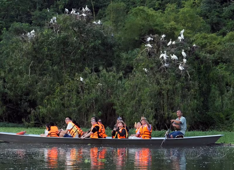 El barquero llevará a los visitantes de cerca para observar a las aves cuidando a sus crías. (Fuente:VNA)