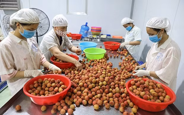 Foto de ilustración. (Foto: VNA)