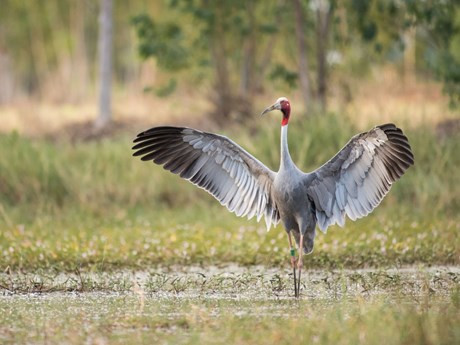 Grulla de corona roja solía ser un símbolo de los humedales de Dong Thap Muoi. (Fuente: nongnghiep.vn)