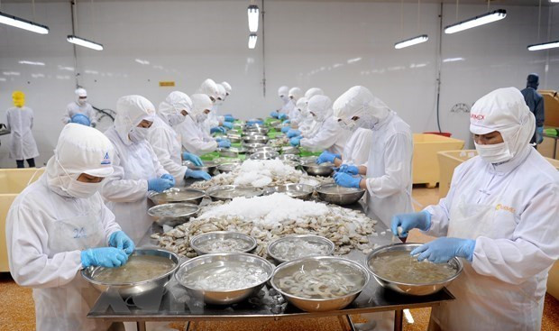 Procesamiento de camarón para la exportación. (Foto: VNA)