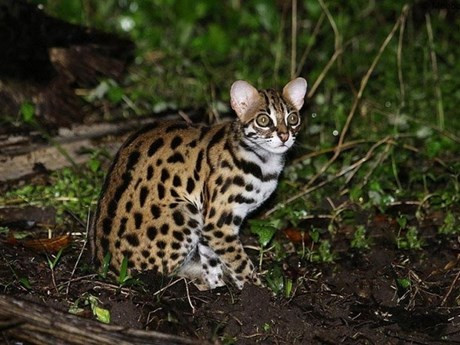El gato montés recibe el nombre de gato jaspeado o gato manchado. (Fotografía: vietnamforestry.org.vn)