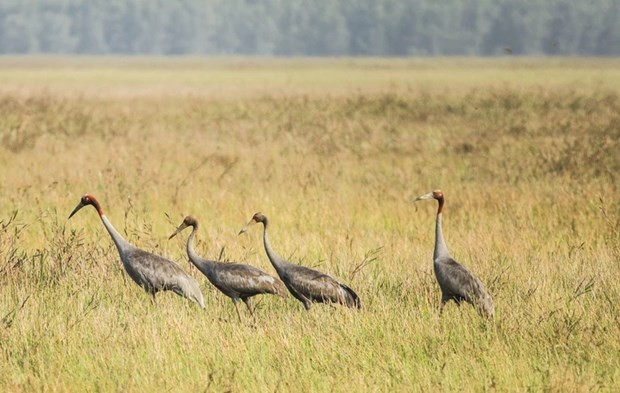 Grullas de corona roja regresan al Parque Nacional de Tram Chim. (Fotografía: VNA)