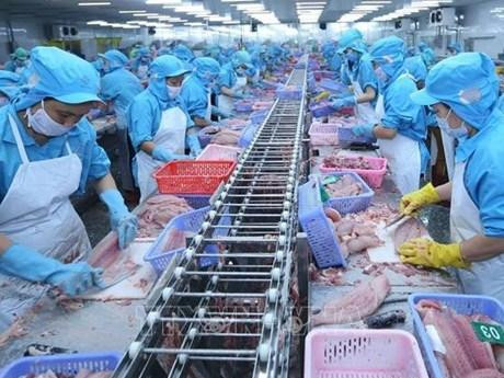 Procesamiento de pangasius para exportación. (Fotografía: VNA)