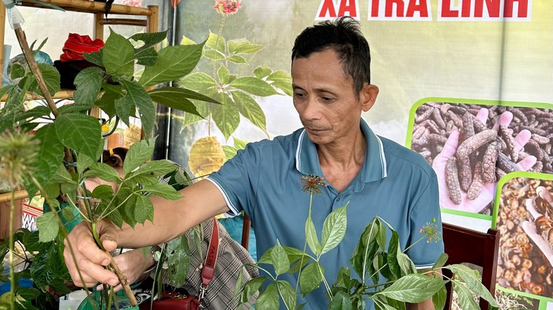 El festival tiene por finalidad promover la marca de Ginseng Ngoc Linh. 