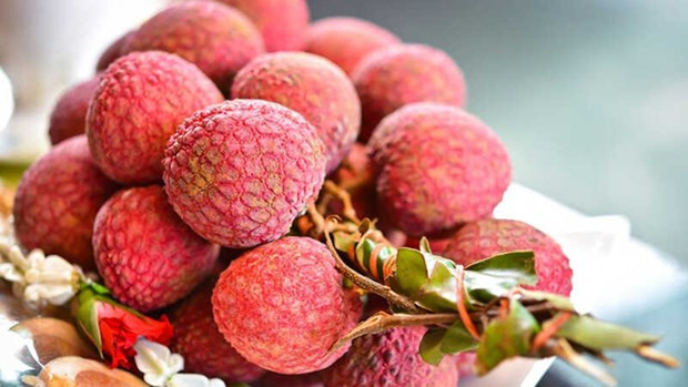 Vietnam es actualmente el único proveedor de lichi fresco a Australia. (Fotografía: nongnghiep.vn)