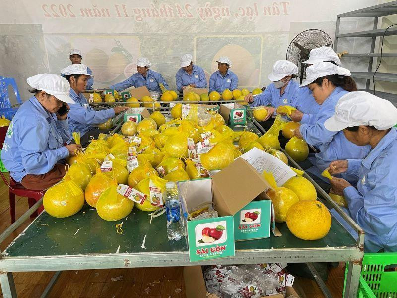 Primeros pomelos rojos de Hoa Binh llegan al Reino Unido