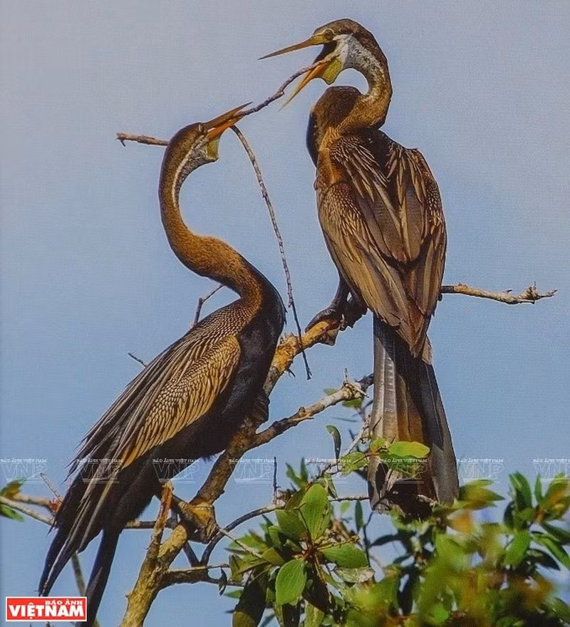 Vida salvaje en el Parque Nacional U Minh Thuong. (Fotografía: VNA)