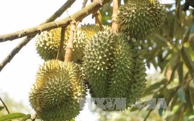 Foto de ilustración. (Fotografía: VNA)