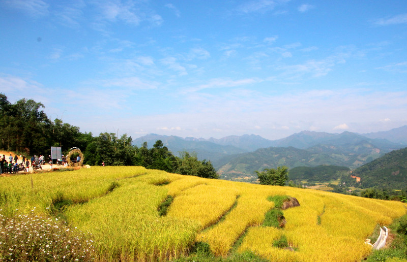 Temporada dorada en Binh Lieu. (Foto: baoquangninh.vn)