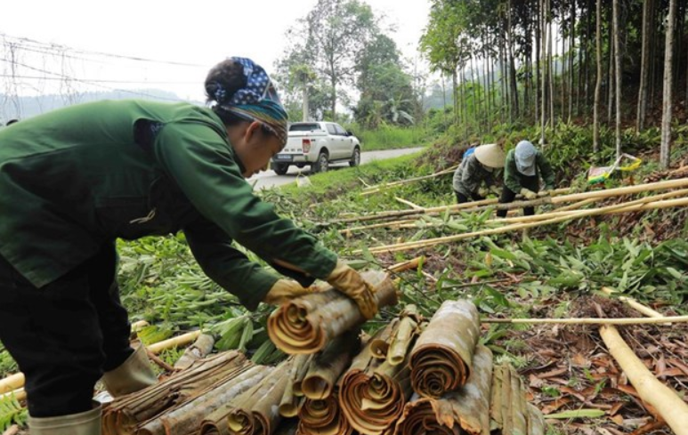 Agricultores en la provincia de Lao Cai cosechan canela (Foto: VNA)