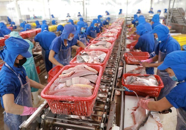 Procesamiento de pangasius para exportación. (Foto: VNA)