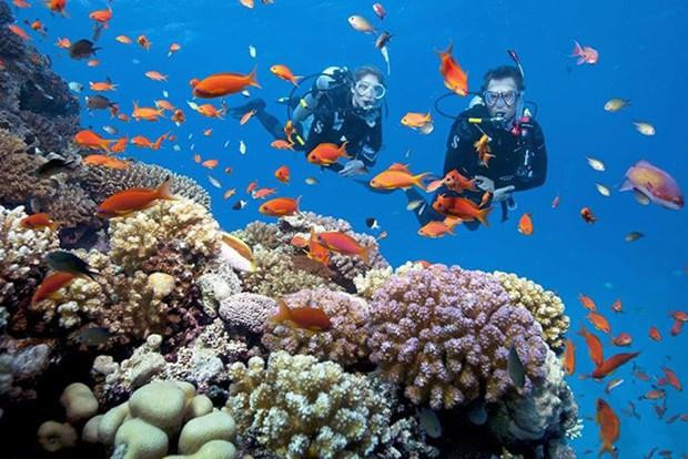 Arrecifes de coral en bahía de Nha Trang. (Fotografía: baokhanhhoa.vn)