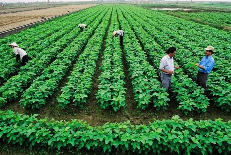 El desarrollo agrícola sostenible no puede prescindir del papel de las cooperativas. (Foto ilustrativa. Foto: vneconomy.vn)