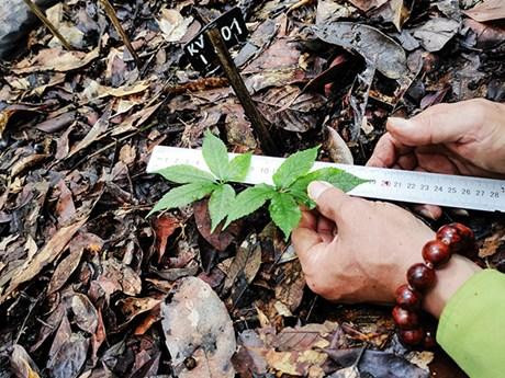 Despliegan cultivo piloto de ginseng de Ngoc Linh en Reserva Natural de Hon Ba. (Fotografía: VNA)