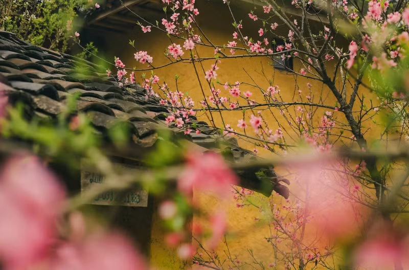 El color rosa de las flores de durazno adorna las casas con gruesas paredes de tierra de arcilla y crea una imagen vívida de la naturaleza.