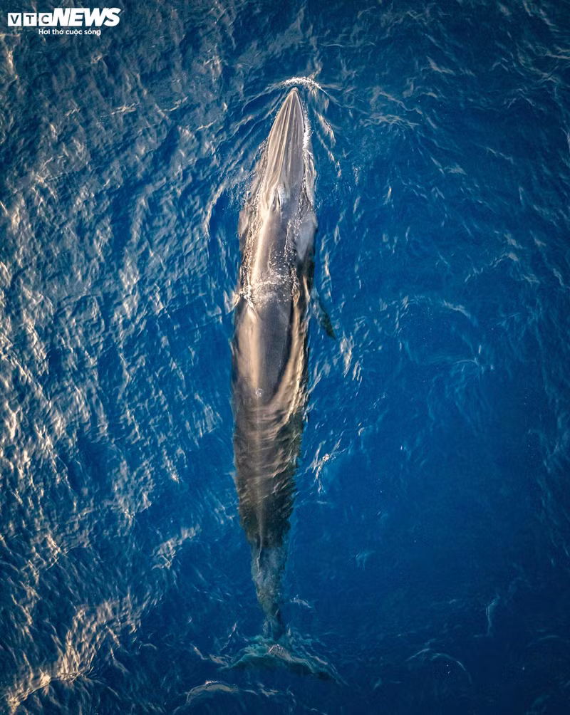Las ballenas de Bryde suelen migrar con pequeños bancos de peces para cazar, y como especie que prefiere las aguas limpias, su aparición en aguas de Huai Hai es una señal positiva para el medio marino y los recursos pesqueros locales.