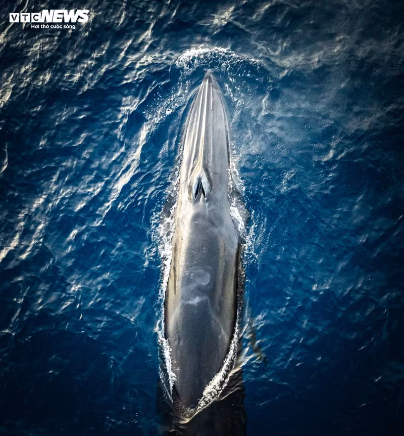 Según expertos, se trata de una ballena de Bryde, de nombre científico Balaenoptera edeni.