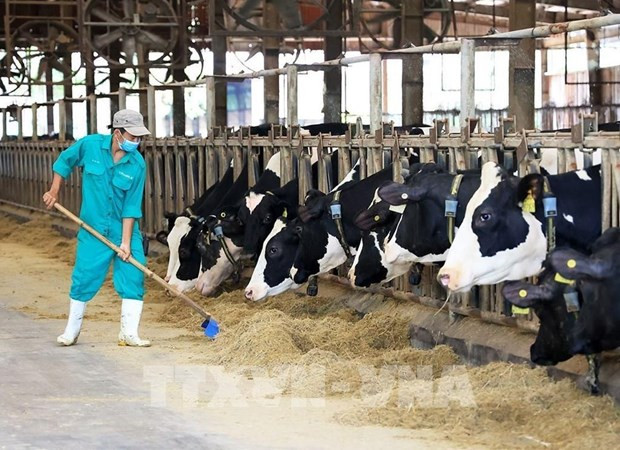 Granja de vacas lecheras de Vinamilk, en la provincia de Tay Ninh. (Foto: VNA)