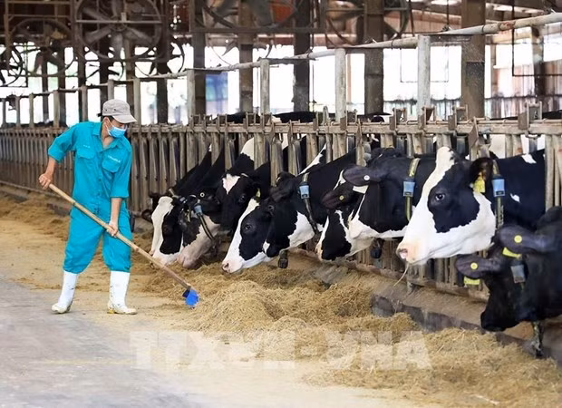 Granja de vacas lecheras de Vinamilk, en la provincia de Tay Ninh. (Foto: VNA)