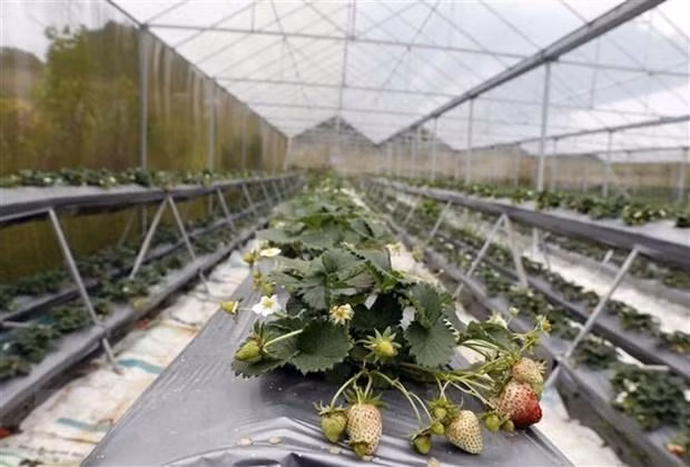 Un invernadero de fresa. (Fotografía: VNA)